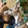 Martingale obojek, vlašťovky, obojek pro chrta, návštěva kavárny, MůjChrt.cz, whippet, galgo, greyhound, podenco, saluka