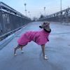 Zimní oblečení pro, chrty, bundička Andora, šeříková, MůjChrt, podenko, saluky, italský chrtík, whippet, galgo, greyhound