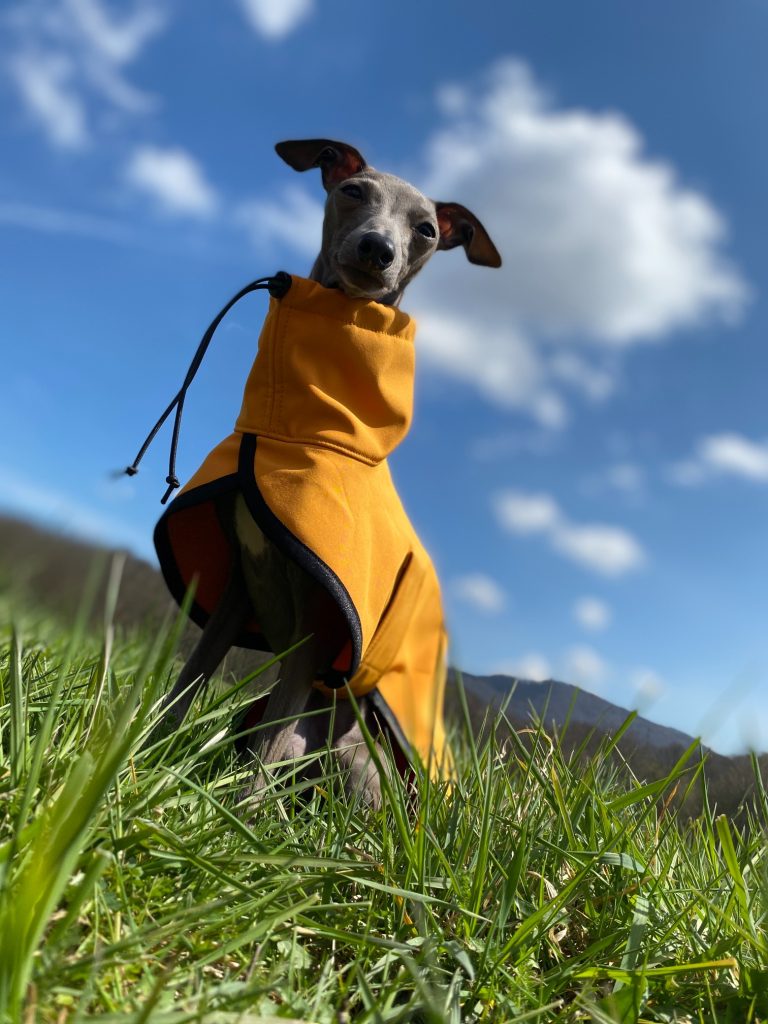 Přechodová bundička pro chrta Arosa, softshell, hořticová, MůjChrt.cz, jarní oblečení pro chrty (italský chrtík)