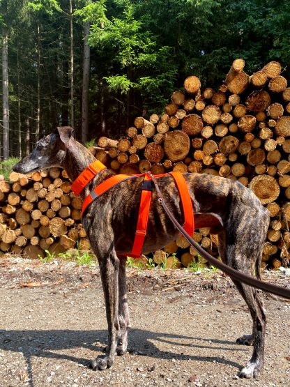 MujChrt.cz postroj pro chrta, oranžová neon, petrolejová, odlehčený, galgo