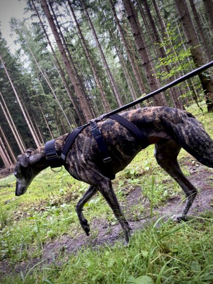 MujChrt.cz postroj pro chrta, galgo, greyhound, whippet, podenco, sloughi, saluki a další