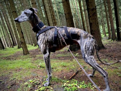 MujChrt.cz postroj pro chrta, odlehčený, sofsthell, černá, galgo, greyhound, whippet, podenco, sloughi, saluki a další