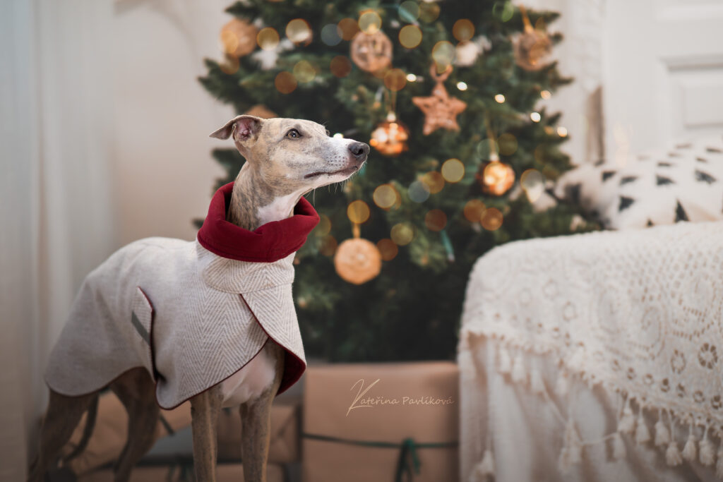 Kabátek pro chrta, Oxford, kabátovina, béžová, vínová, whippet u vánočného stromečku, autor fotky: Kateřina Pavlíková
MůjChrt.cz (kategorie oblečení pro chrty)