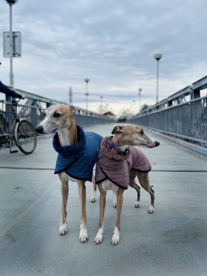 Zimní bunda pro chrta ALTA, prošev, jeans, whippet