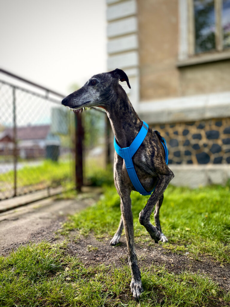 MujChrt.cz postroj pro chrta, galgo, modrá, hnědá