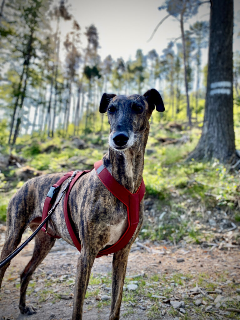 MujChrt.cz odlehčený postroj pro chrta, skořicová, španělský galgo