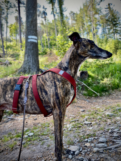 MujChrt.cz postroj pro chrta, odlehčený, kořicová, španělský galgo