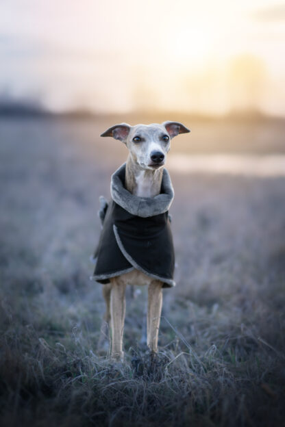 Zimní bunda pro chrta ANDORA DeLUX, černá - šedá, whippet