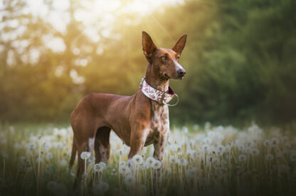 Květy kmínu, obojek pro chrta, martingale, podenco