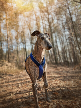 Postroj pro chrta, DeLUX modrá, velur, galgo