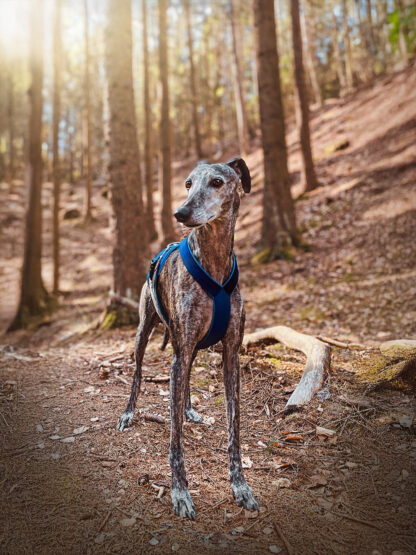 Postroj pro chrta, DeLUX modrá, velur, španělský galgo