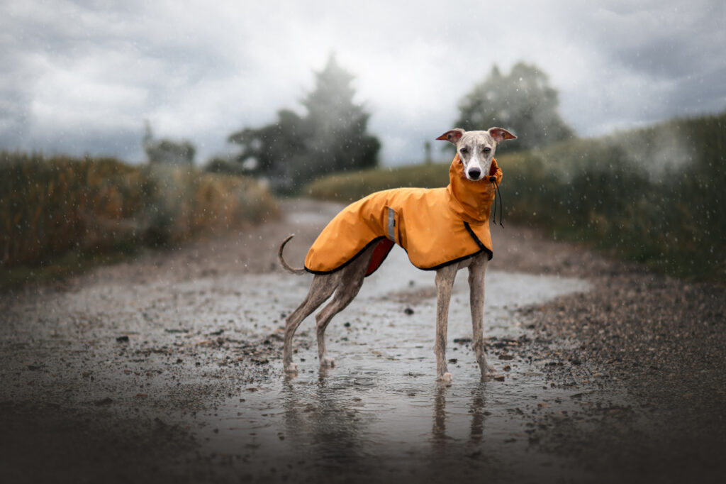 Pláštěnka pro chrta, hořticová, whippet, MujChr.cz
