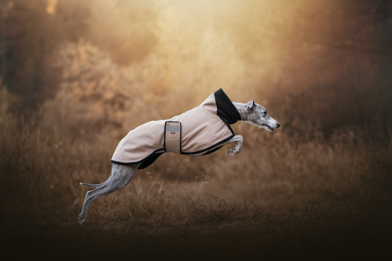 Bunda pro chrta Livorno, velbloudí, whippet