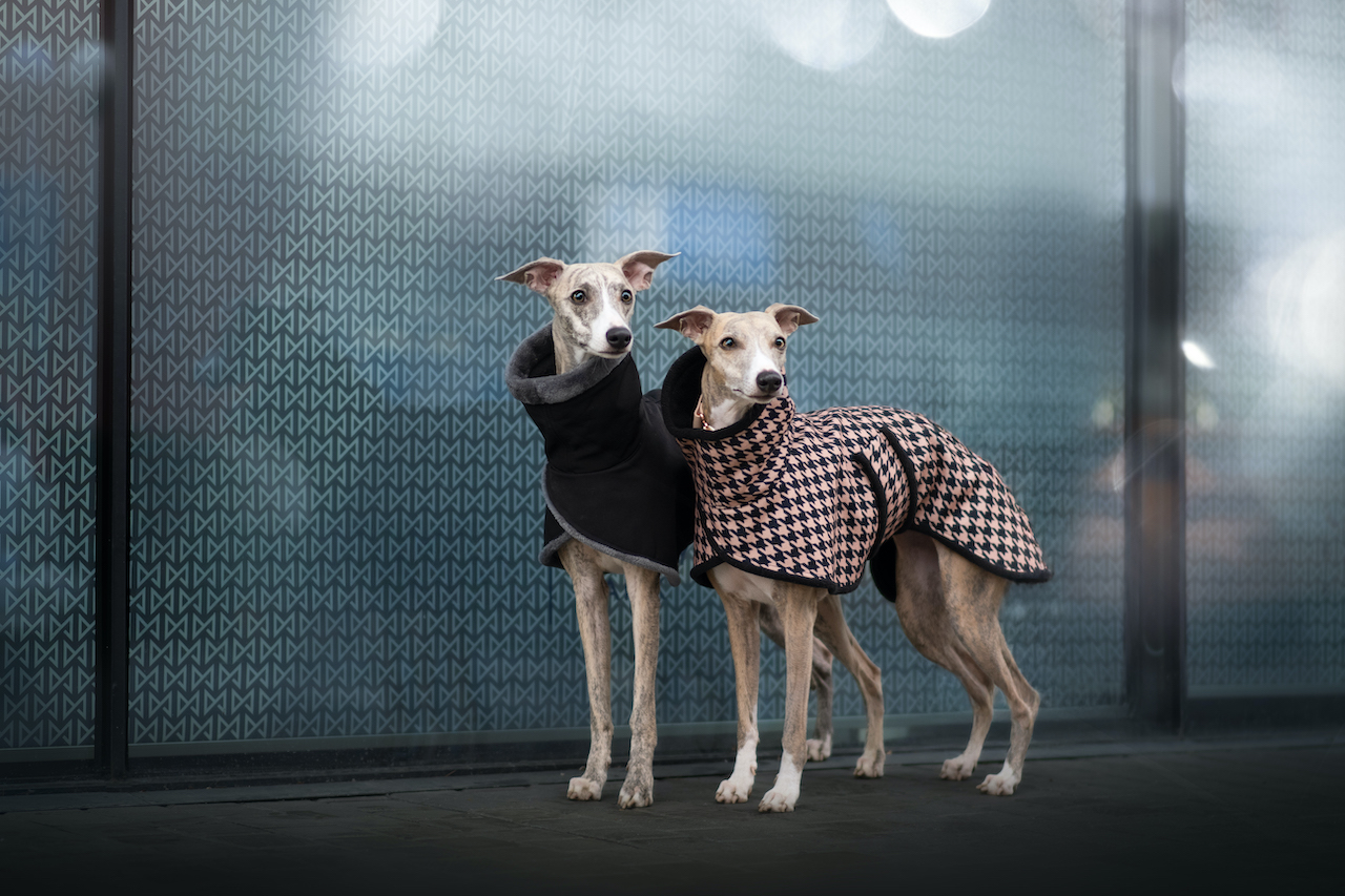 Zimní bundy pro chrty, whippet, MujChrt.cz