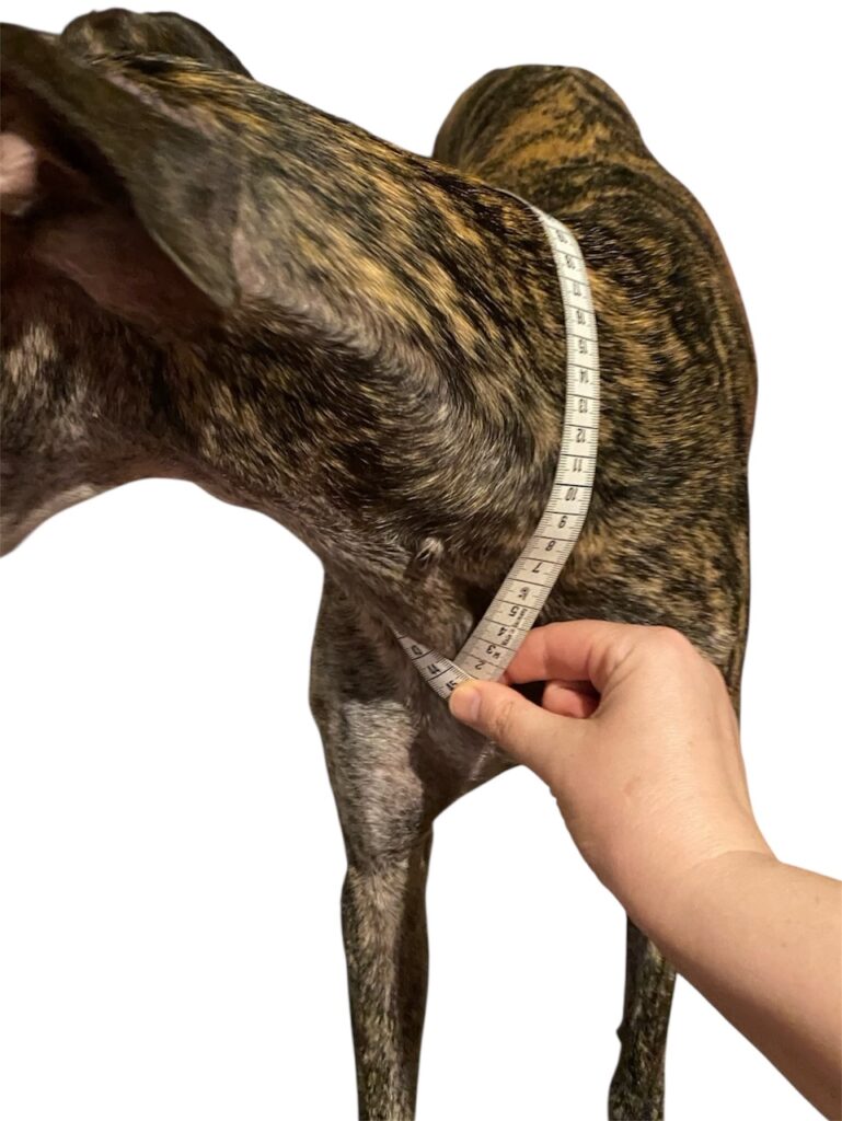 Měření velikosti pro chomout postroje, MujChrt.cz