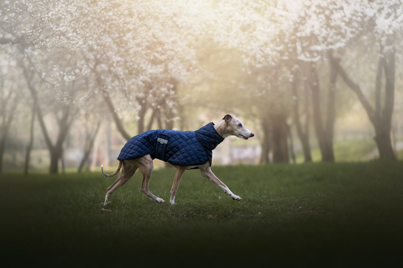 Oblečení pro chrty MujChrt.cz