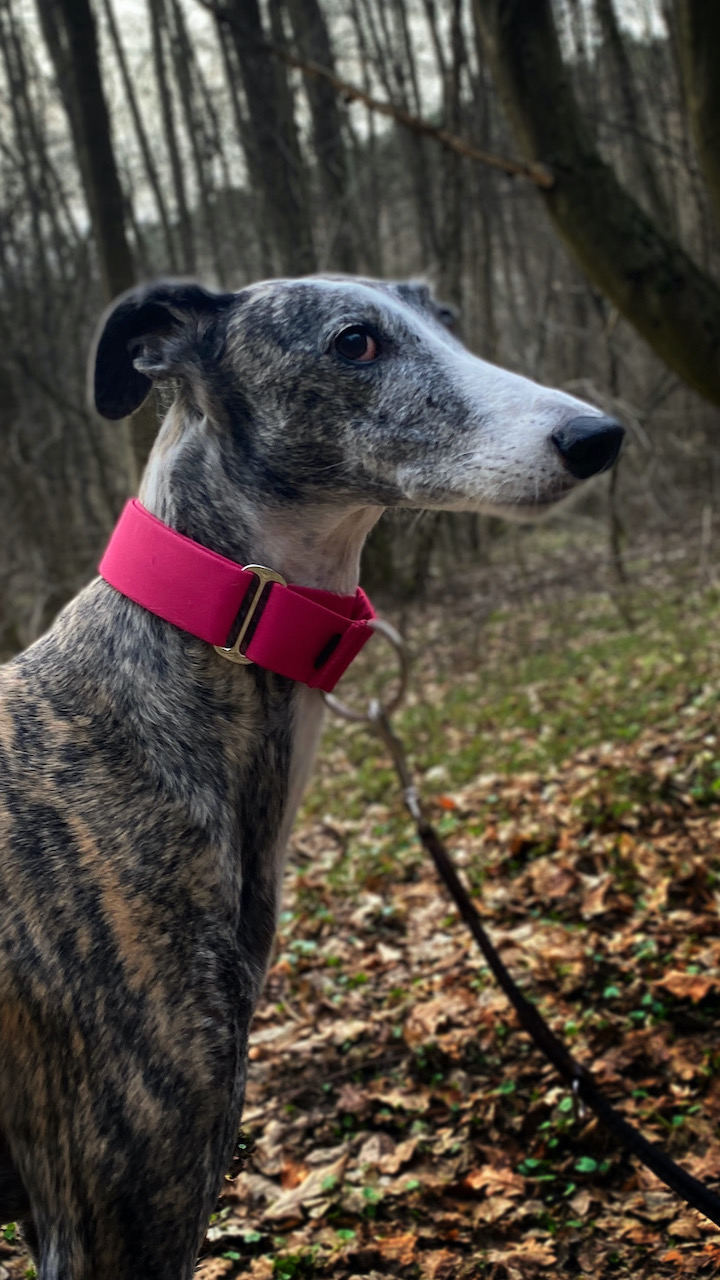 Obojek pro chrta, martingale, Orchidejová, Španělský galgo, MujChrt.cz