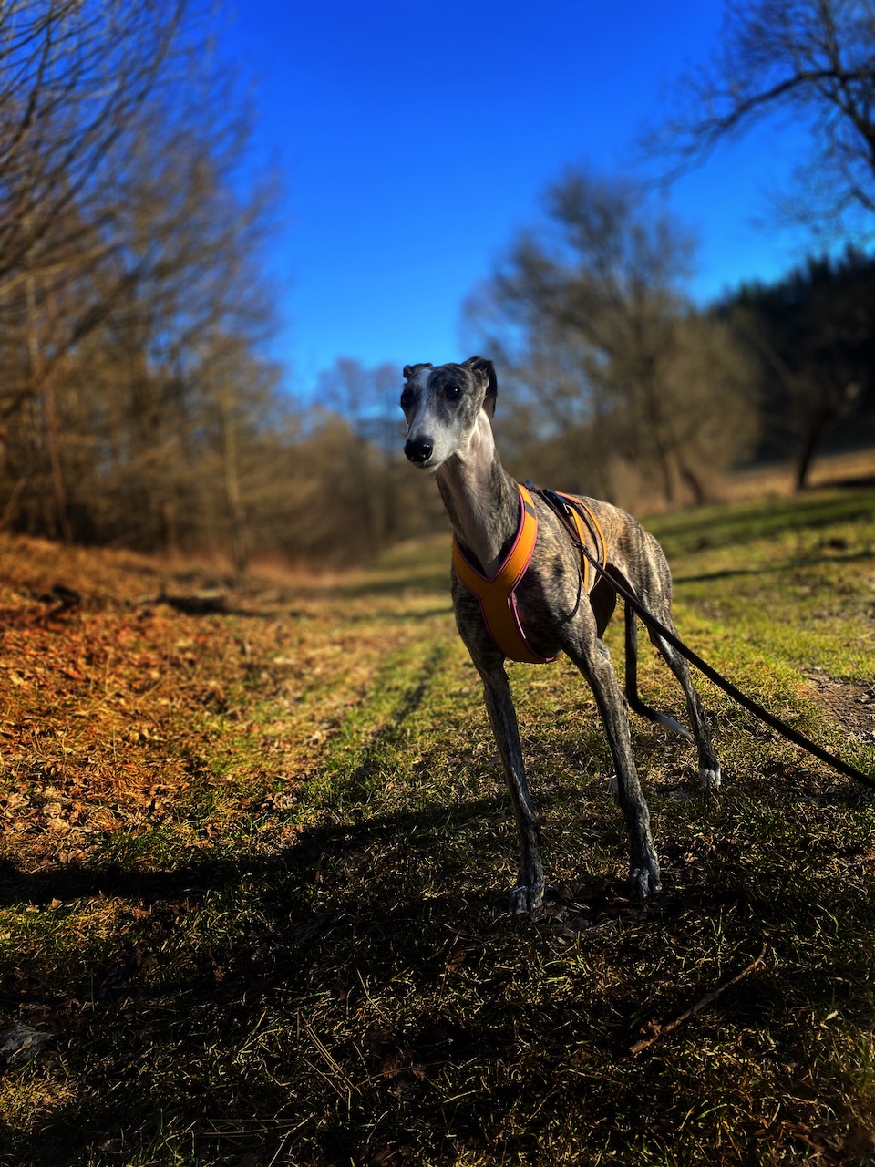 Odlehčená postroj pro chrta, hořčicová - šeříková, galgo
