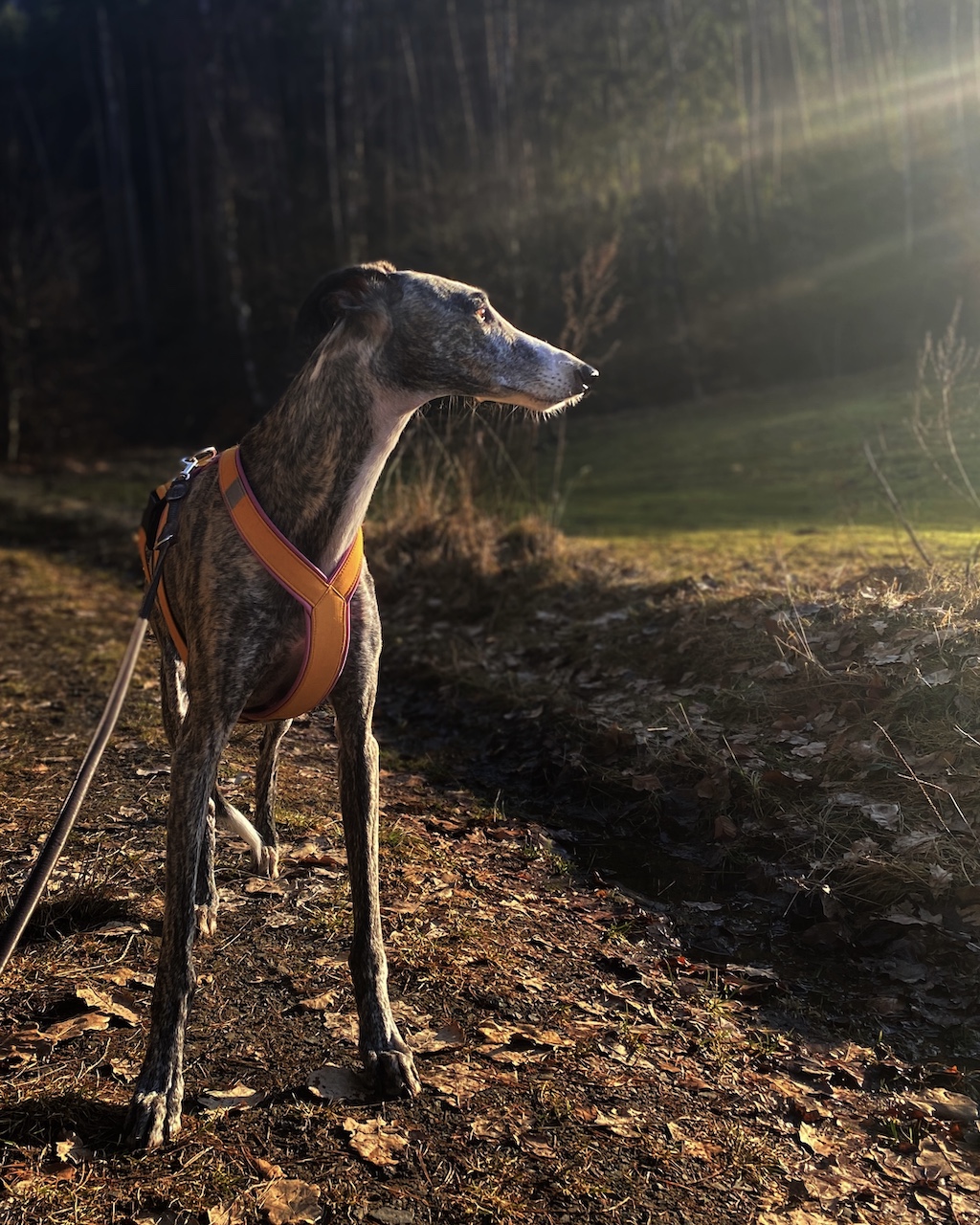 Postroj pro chrta, odlehčený, hořčicová - šeříková, MujChrt.cz