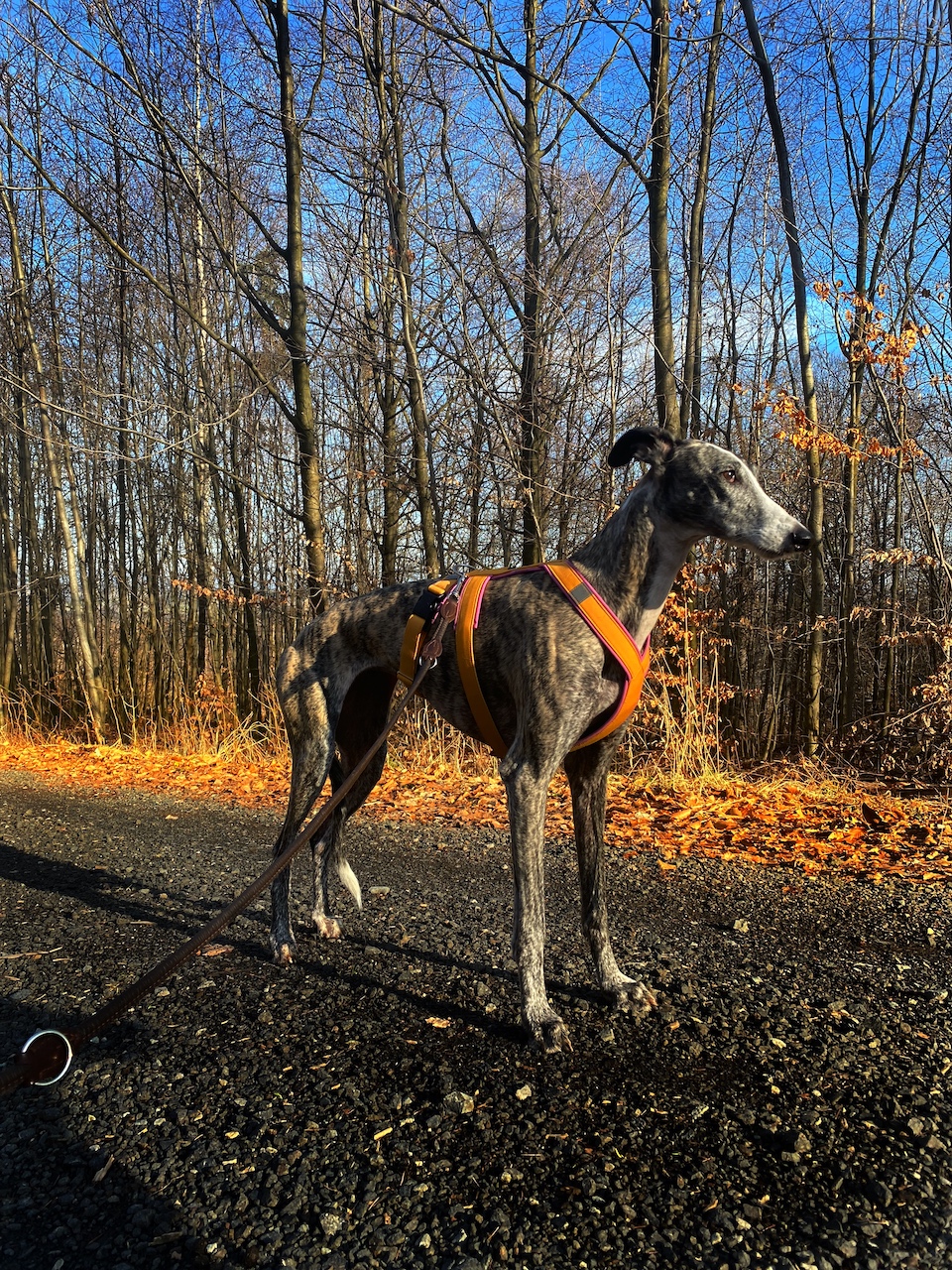 Tříbodový postroj pro chrta, hořčicová, MujChrt.cz