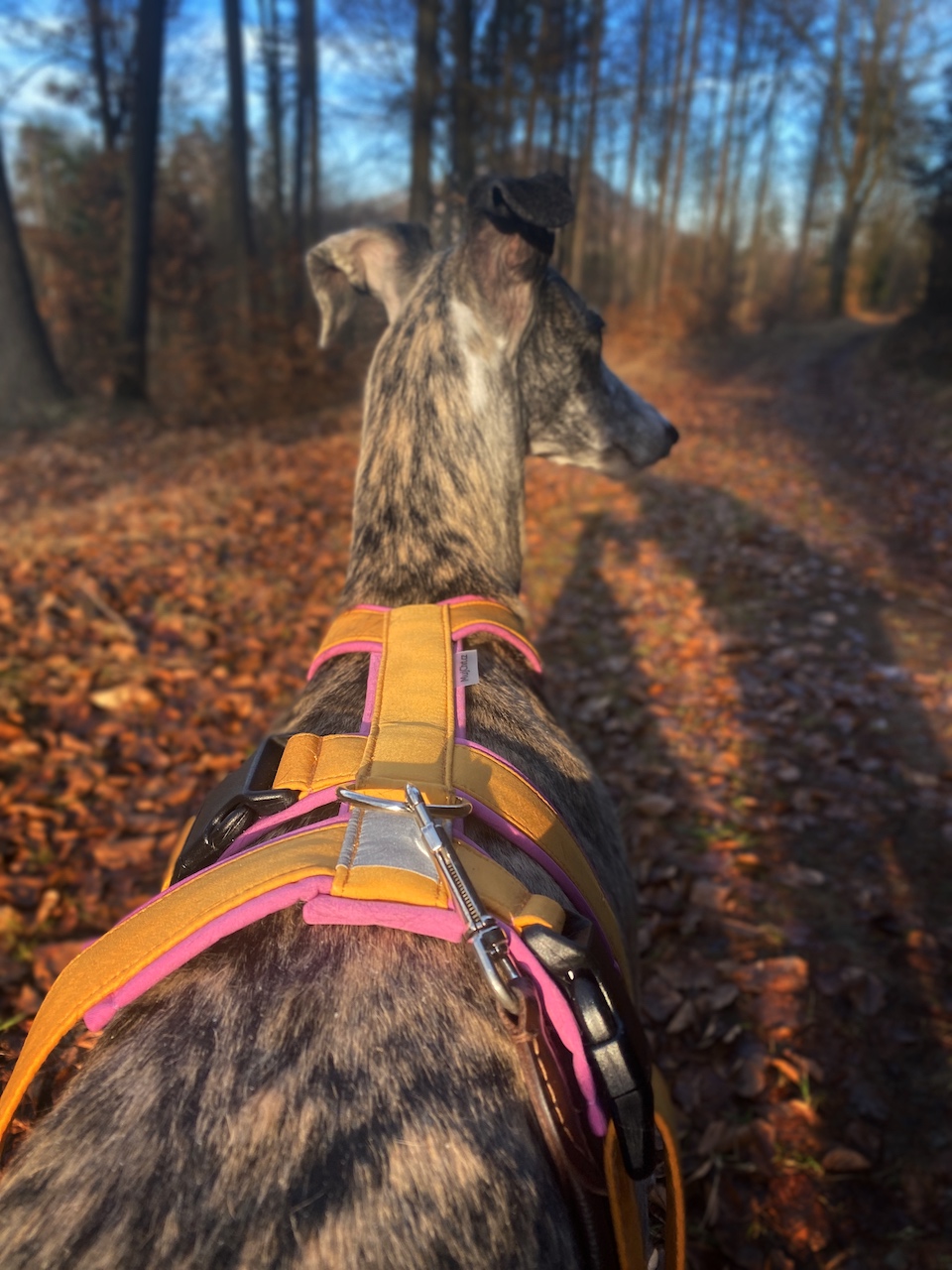 Postroj pro galga, odlehčený, hořčicová, Mujhrt.cz