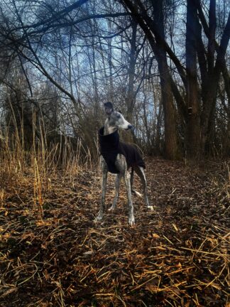 Top pro chrta Porto, černá, španělský galgo, MujChrt.cz