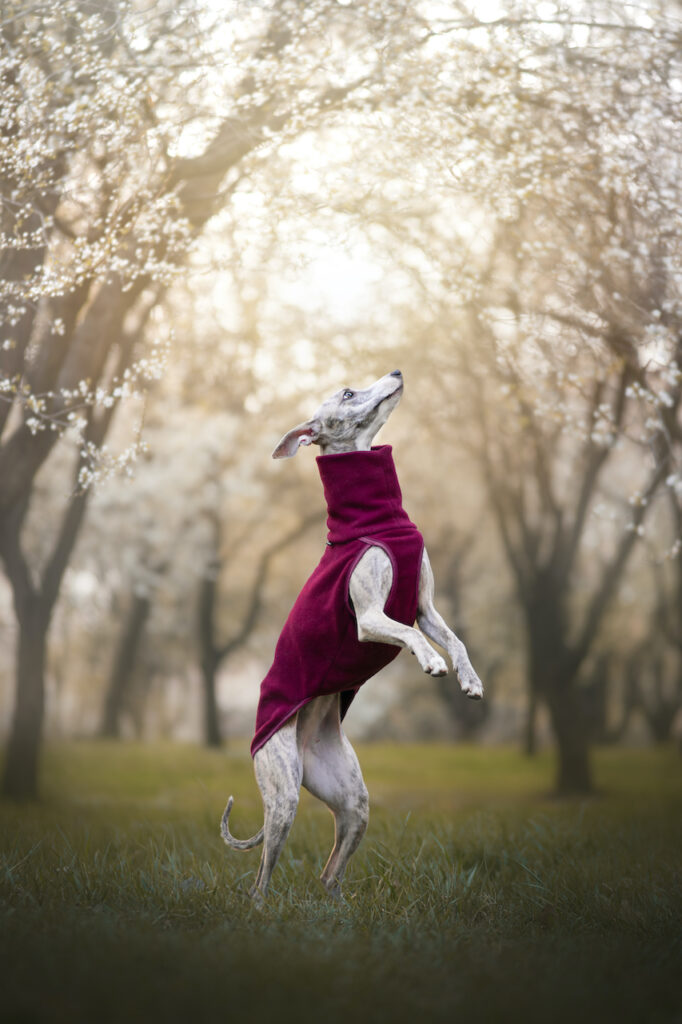 Topy pro chrta MujChrt.cz