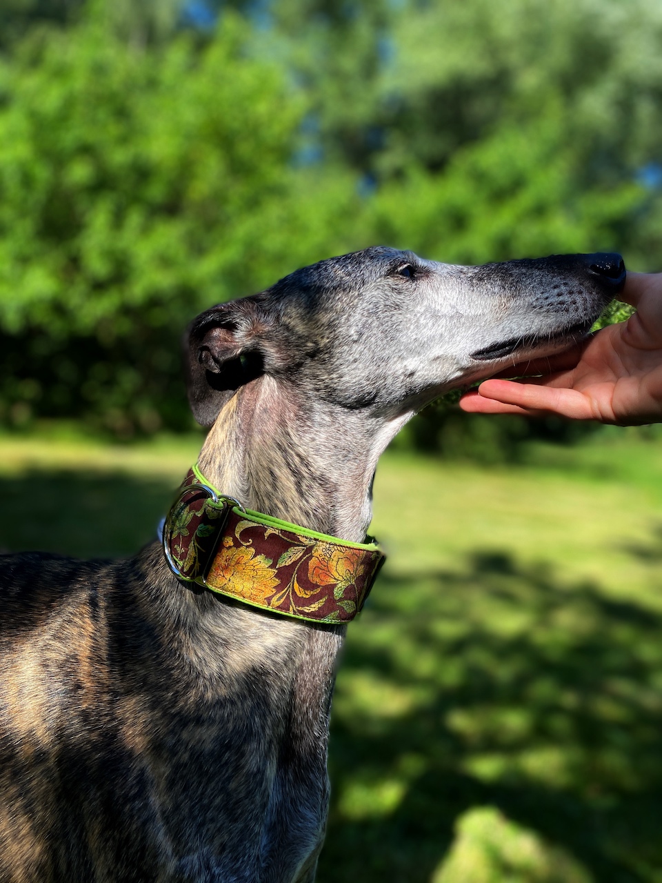 Obojek polostahovací, Zlaté květy, Španělský galgo
