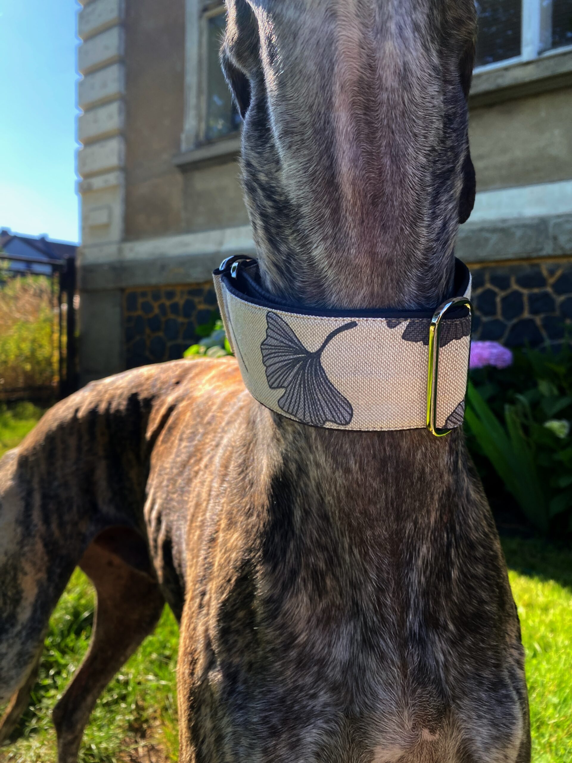Polostahovací obojek pro chrta, GINKO, španělský galgo