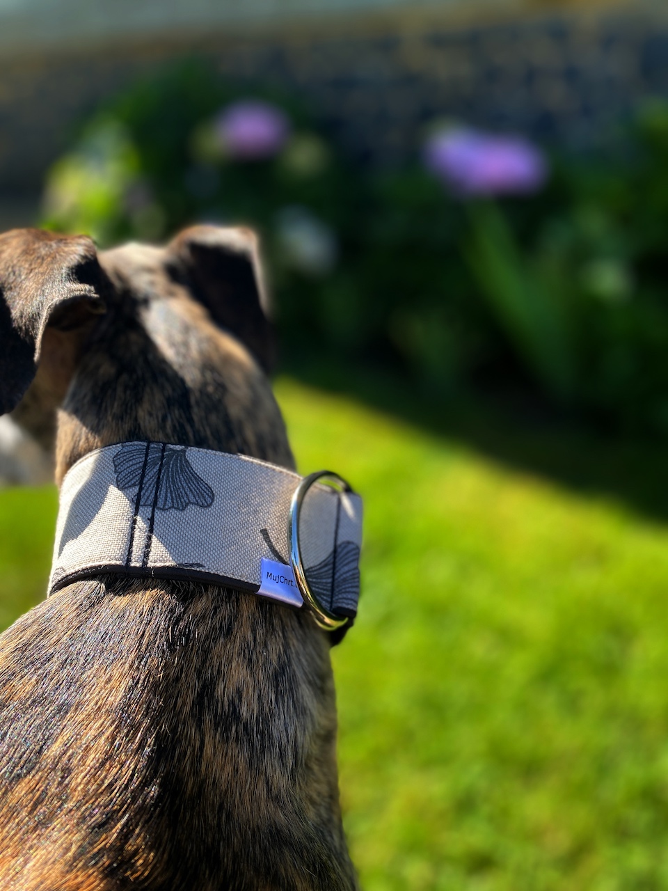 Polostahovací obojek pro chrta, vzor GINKO, španělský galgo