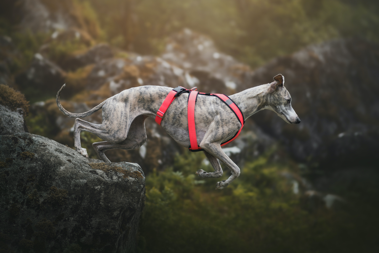 Postroj pro chrta, růžová neon, whippet ve skoku, MujChrt.cz