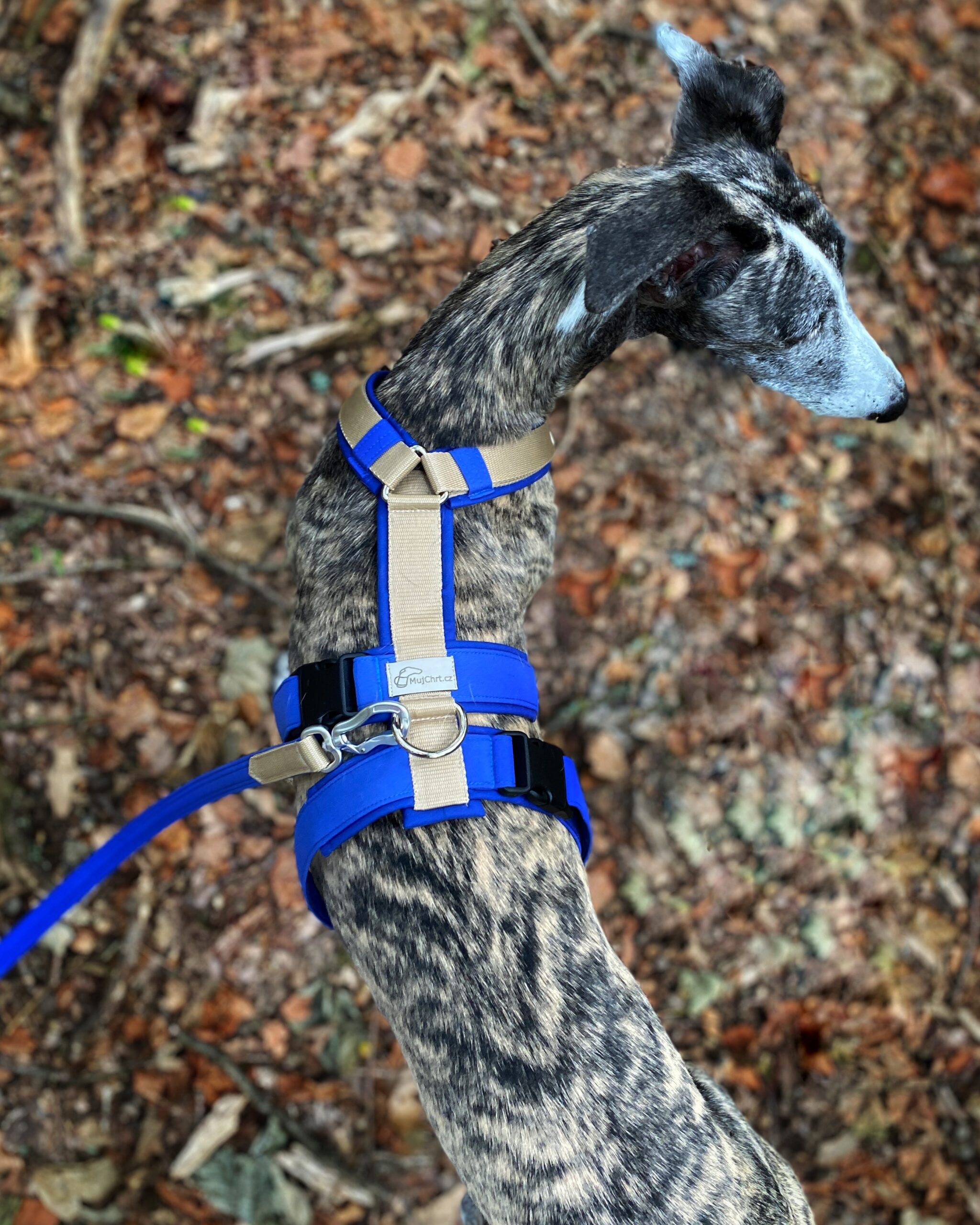Celonastavitelný postroj pro chrta, béžová - císařská modrá, španělský galgo, MujChrt.cz