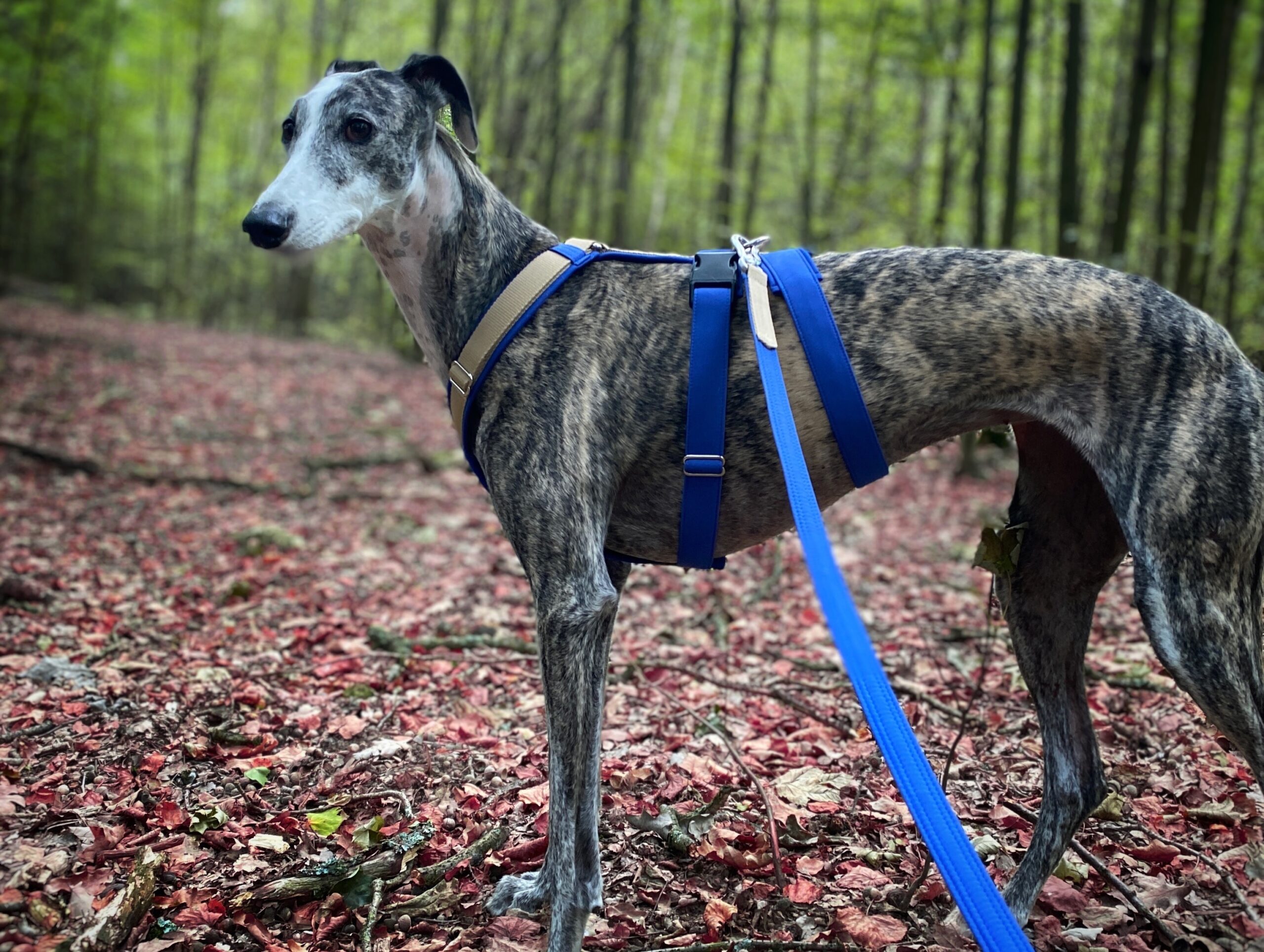 Celonastavitelný postroj pro chrta, Béžová, v barevném setu s vodítkem - císařská modrá, Španělský galgo, MujChrt.cz