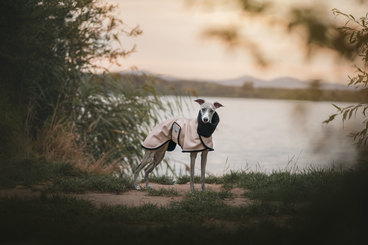 Podzimní bunda pro chrta, Livorno, béžová, MujChrt.cz, whippet